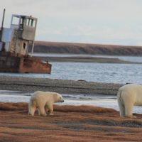 Two polar bears - one adult and one cub - walk on land next to the water's edge. In the background, an old and rusty ship/barge is in the water.