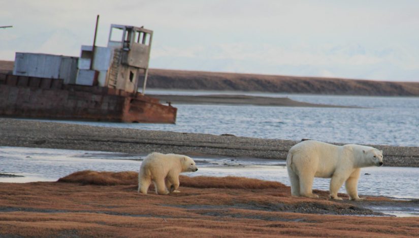 Two polar bears - one adult and one cub - walk on land next to the water's edge. In the background, an old and rusty ship/barge is in the water.