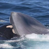 A close up view of the mouth of a blue whale is pictured, with the side profile of a killer whale shown entering the blue whale mouth (to feed on its tongue after an attack). Pictured in a blue ocean with choppy white water around the whales.