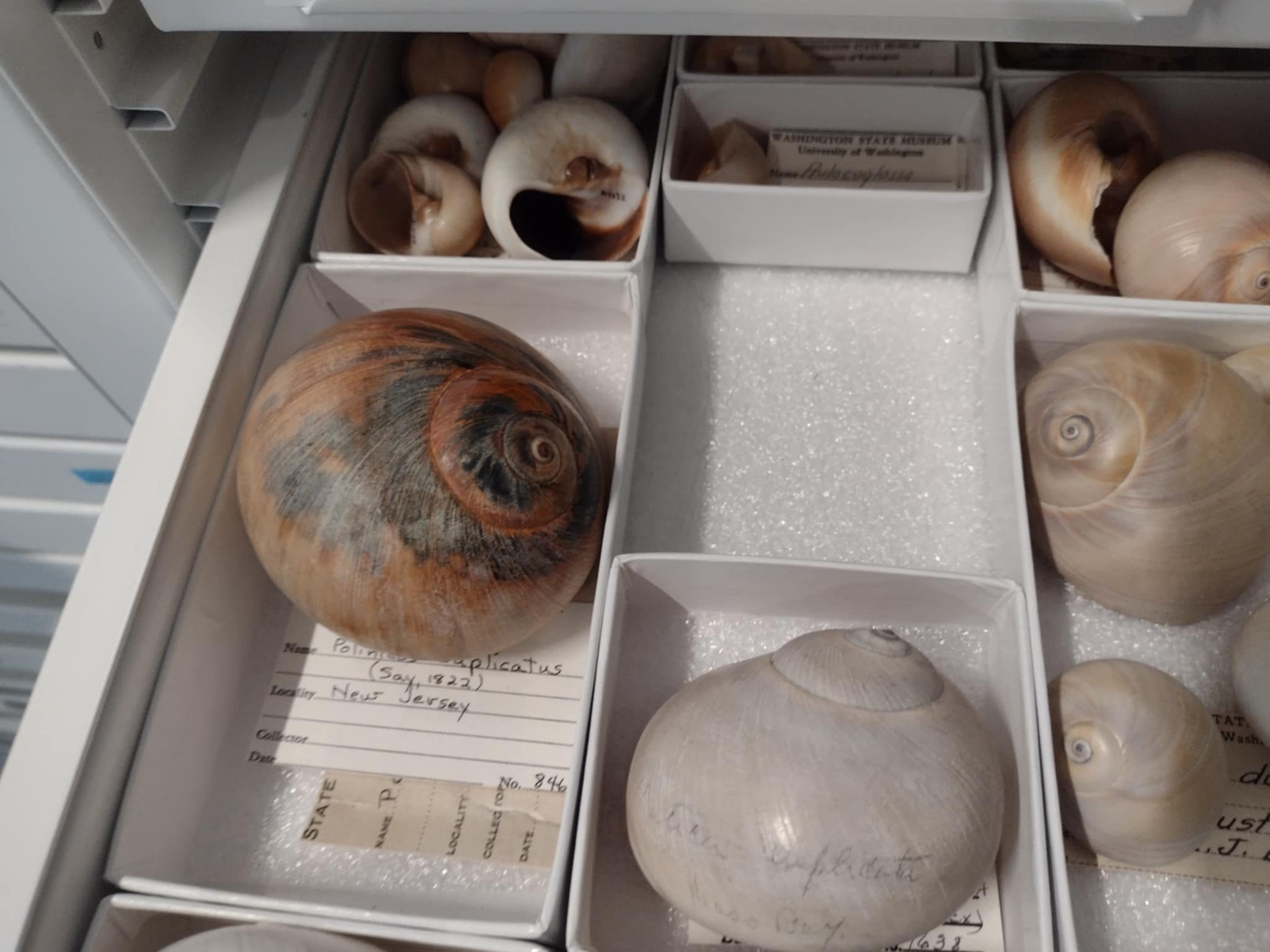 Snails and their shells: Capstone research in the Burke Museum’s shell ...