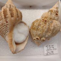 Two yellow-colored large shells sit side by side, one showing the inside of the shell.