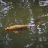 A brown/yellow colored fish swims in murky water.