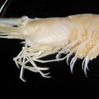 A shrimp, white in color, pictured against a black background.