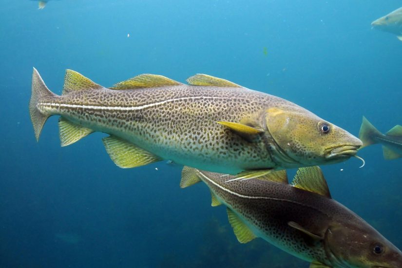 An Atlantic cod fish swims in a blue sea with other cod visible.