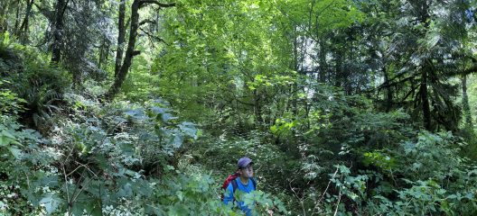 Stevan, wearing a blue tshirt and a hat, walks through a dense forest.