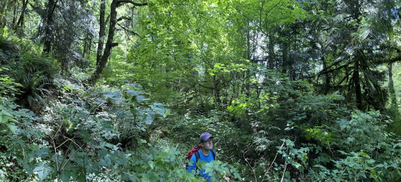 A man wearing a blue tshirt and a hat walks through a dense forest.