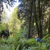 A man is pictured in a dense forest with tall green ferns on the ground and towering trees.
