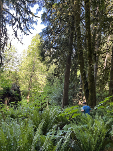 Stevan is pictured in a dense forest with tall green ferns on the ground and towering trees.