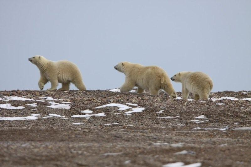 Three polar bears pictured walking on rocky ground with clumps of snow.