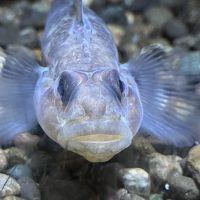 A close up shot of a small fish, light blue-ish in color, with delicate fins, swimming over small rocks.