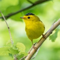 A small yellow bird with a black head stands on a branch, with greenery in the background.