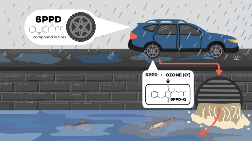 A graphic showing how the chemical 6PPD, used in vehicles tires, ends up waterways. The graphic depicts a car and stormwater draining into a river.