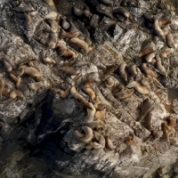 Sea lions pictured in an aerial shot, sitting on a large rock.