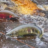 Two fish in a shallow river.