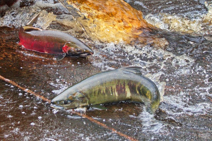 Two fish in a shallow river.