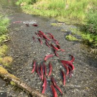 Bright red sockeye salmon swim in a stream, surrounded by green grass on either side.