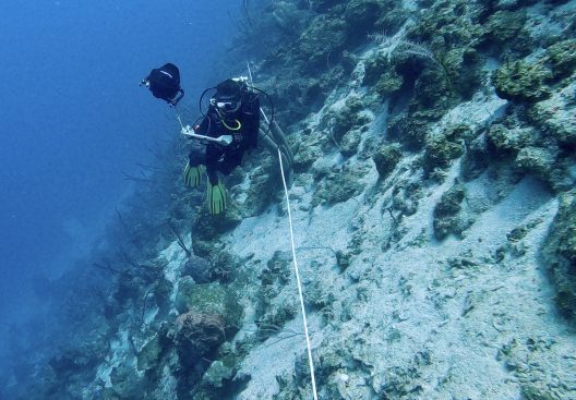 Juliette, in black scuba diving gear, swims underwater near the seabed, holding a clipboard.