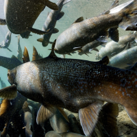 Fish swimming in a river