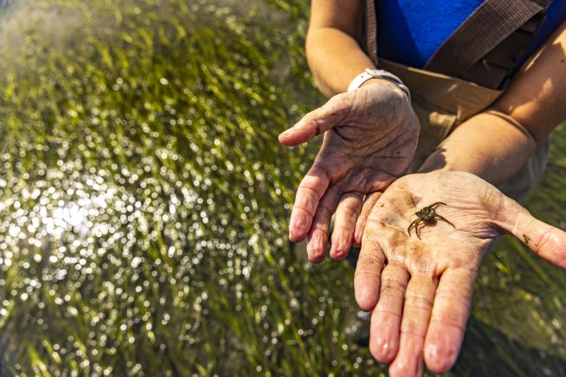 Hands hold a small crab, above eelgrass.