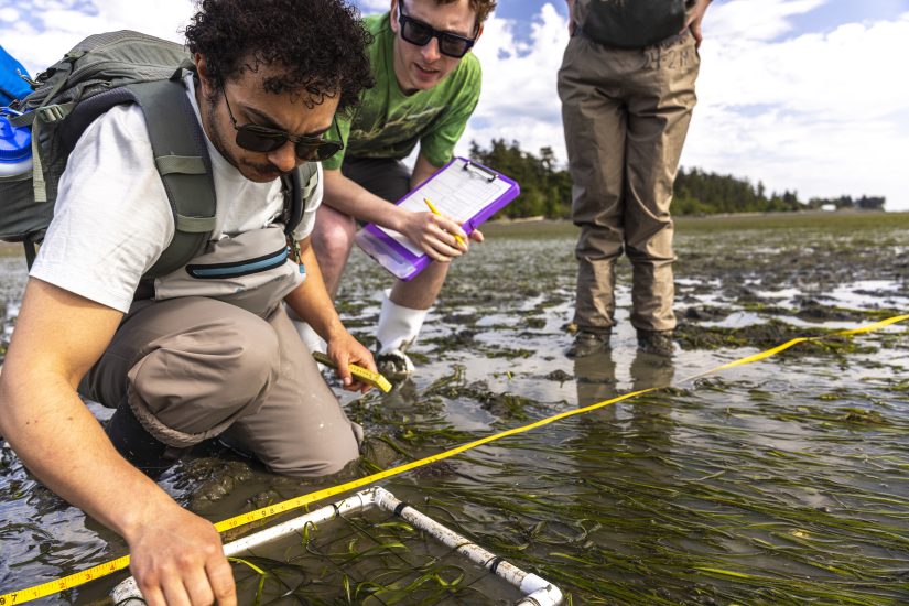 A group of students stand and kneel in muddy eelgrass meadows, with research equipment.