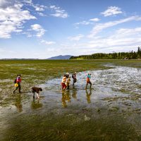 A group of people walk across mudflats with eelgrass, under blue skies with sparse white clouds.