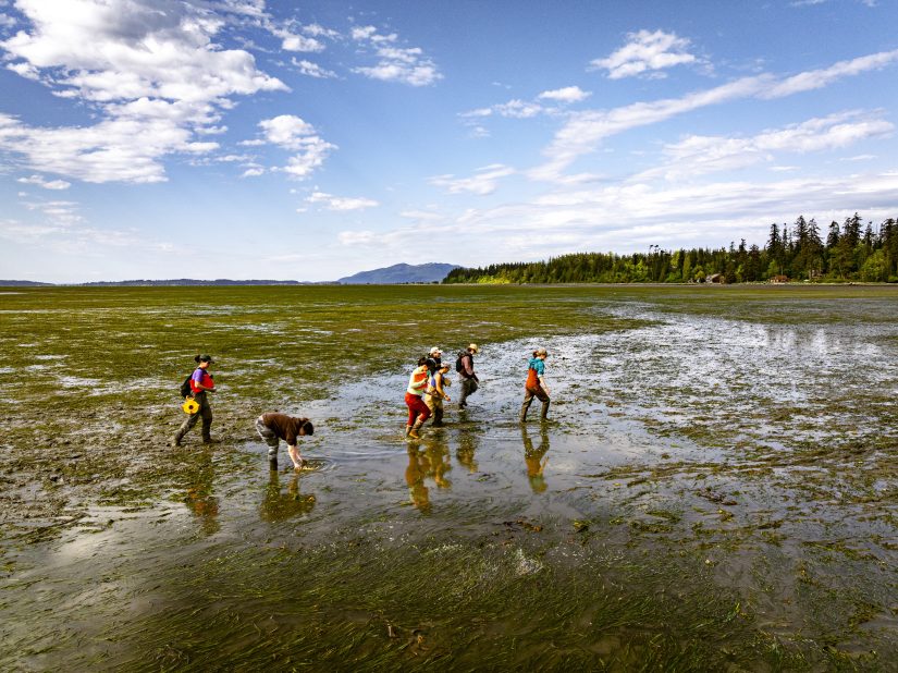 A group of people walk across mudflats with eelgrass, under blue skies with sparse white clouds.