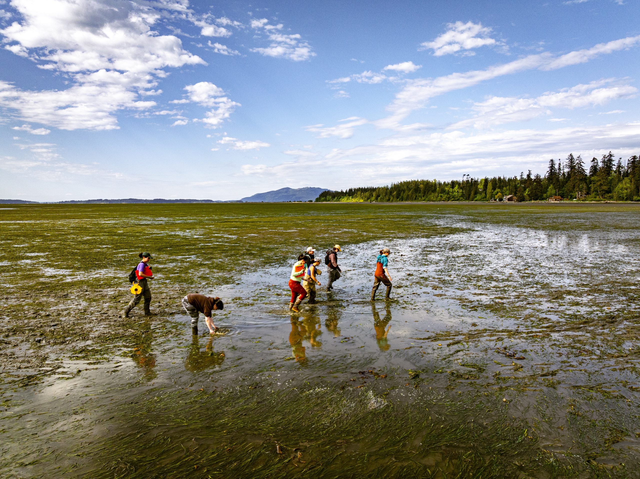 A group of people walk across mudflats with eelgrass, under blue skies with sparse white clouds.