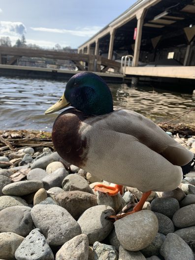 A mallard duck