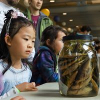 A child looks at a jar of preserved fish during the UW Aquatic Sciences Open House