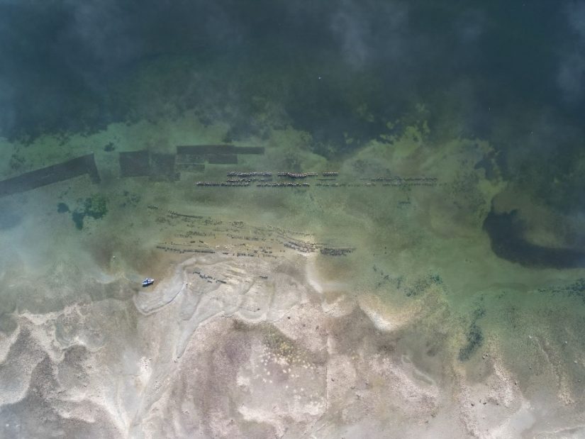 Aerial view of an oyster farm in the water.