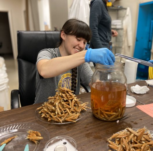 Jolee Thirtyacre takes preserved fish out of a large jar.