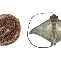 Two rays pictured side-by-side