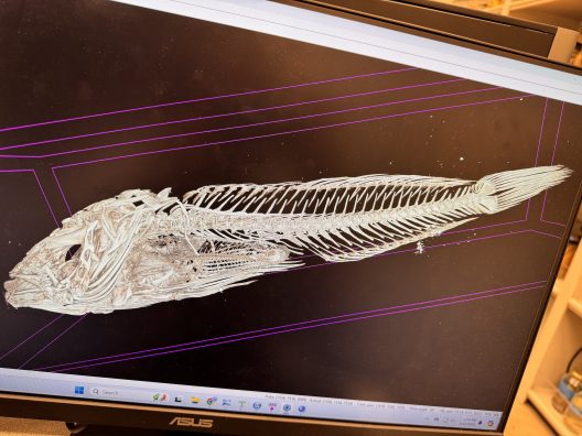 A ct-scan of a fish skeleton on a computer screen