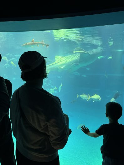 People pictured from behind looking into an aquarium.