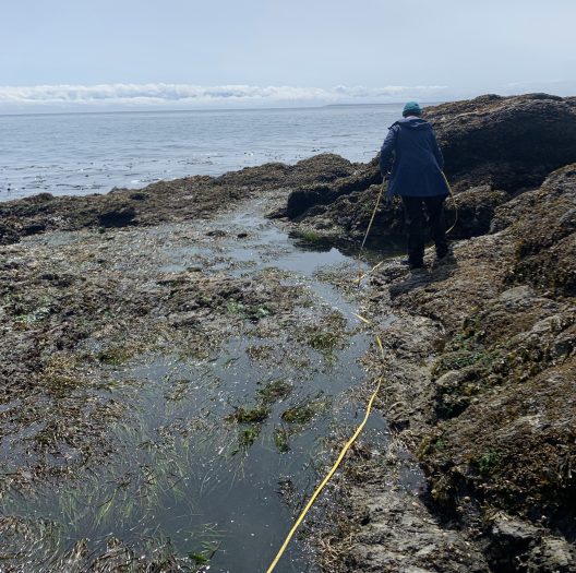 Someone on a rocky, tidepool area of a beach with a long yellow measuring tape in the water.