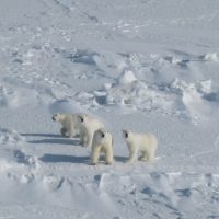 Four polar bears pictured on a snowy landscape looking towards the camera.