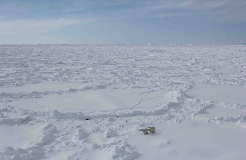 A zoomed out photo of three polar bears on a snowy landscape.