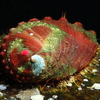 Adult pinto abalone outplanted on rock.