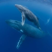 Two humpback whales swim in the ocean