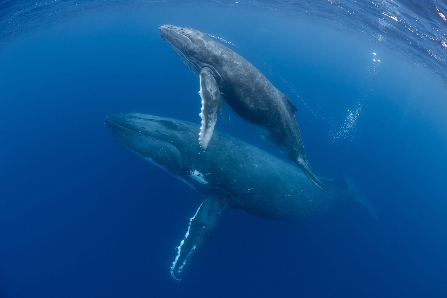 Two humpback whales swim in the ocean