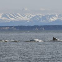 Beluga whales surfacing with mountains in the distance
