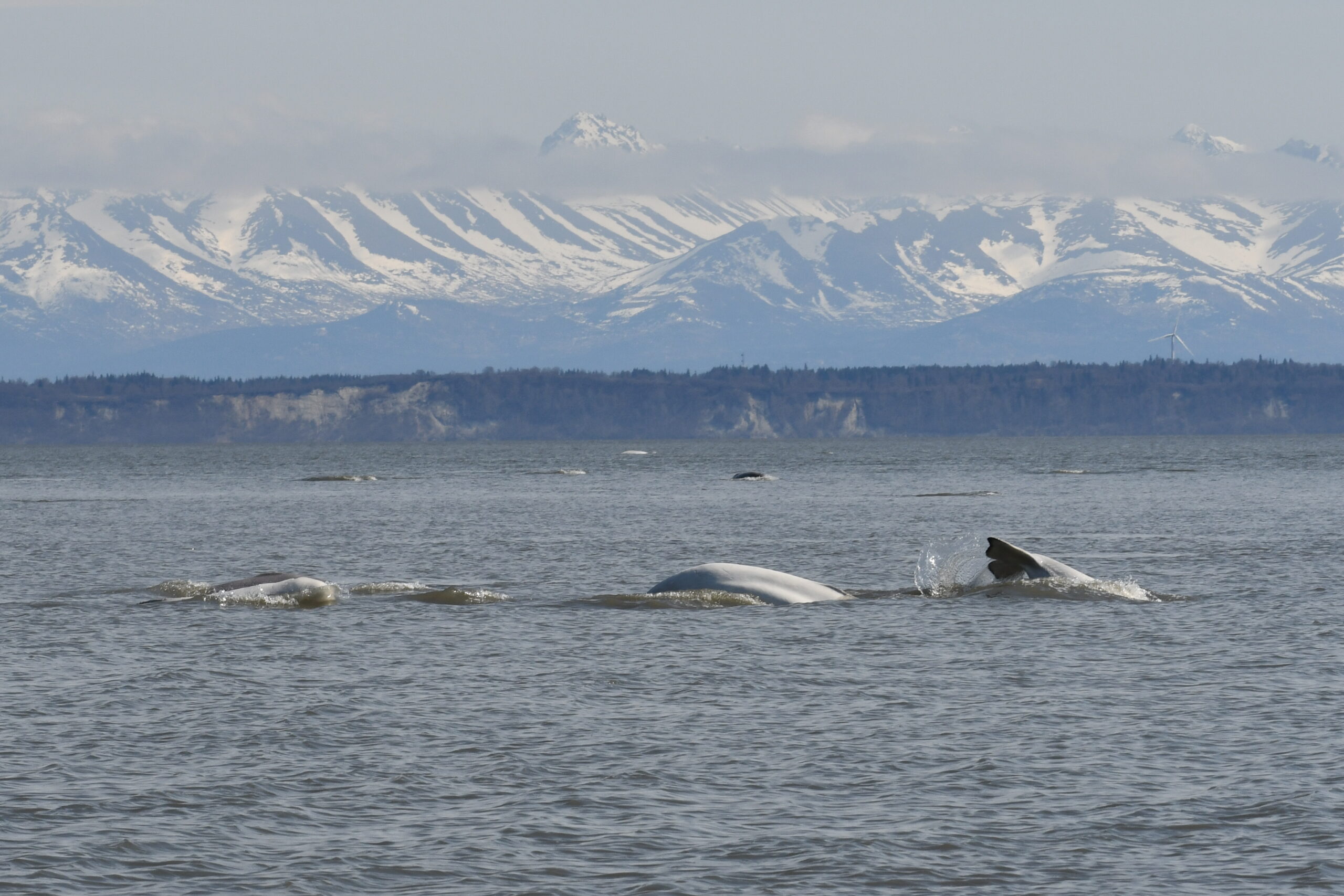 Beluga whales surfacing with mountains in the distance