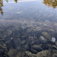 olympia osters in shallow water with reflections of trees in the background