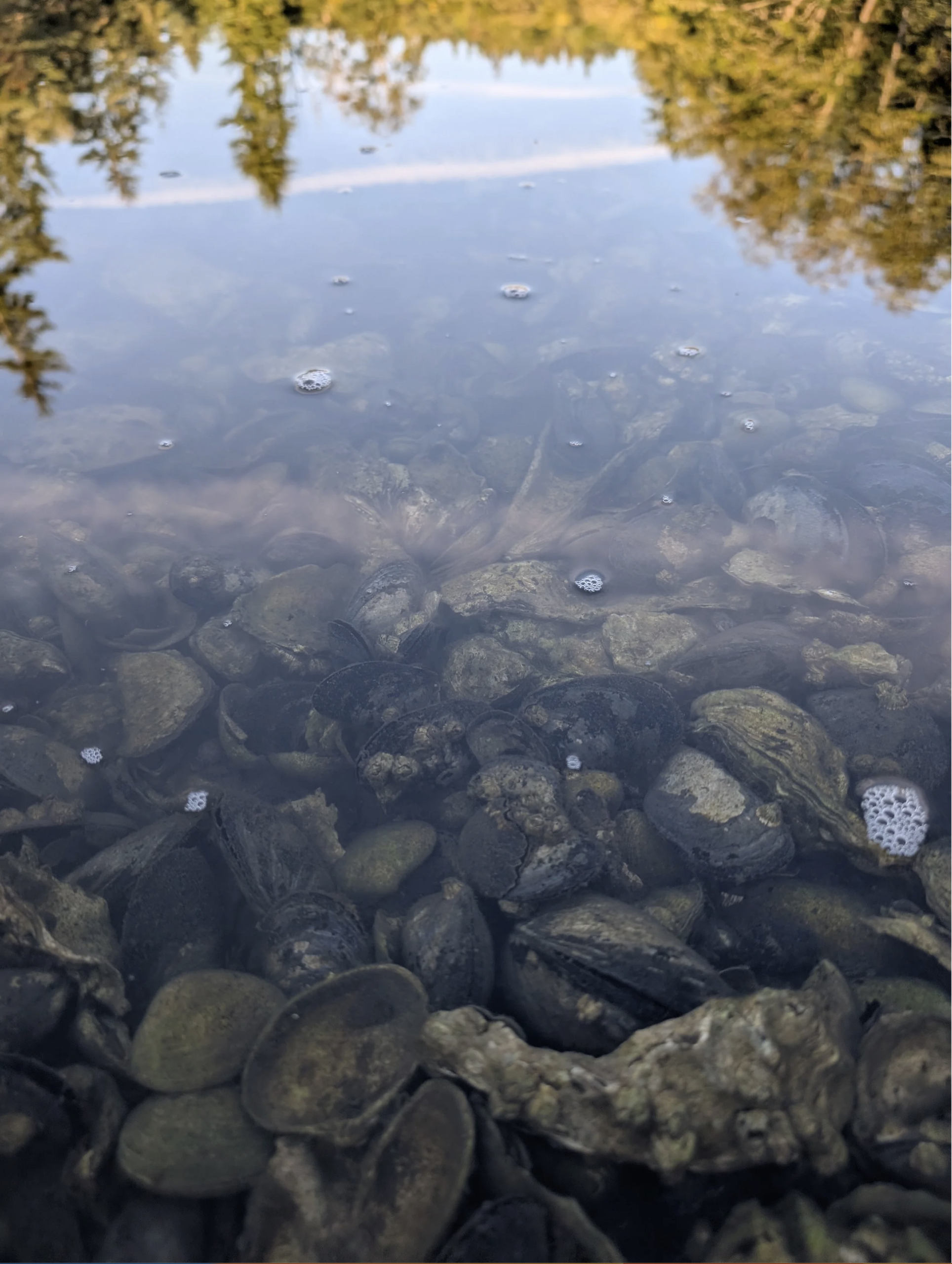 olympia osters in shallow water with reflections of trees in the background