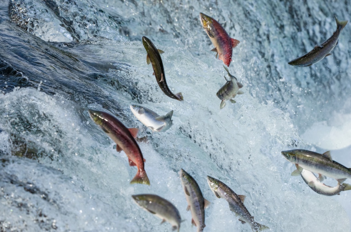 How to See Pacific Salmon Make Their Epic Annual Migration