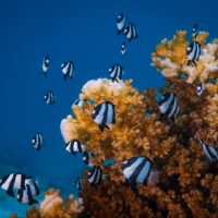 UW researchers are studying how coral reef fish work as a community to respond to threats