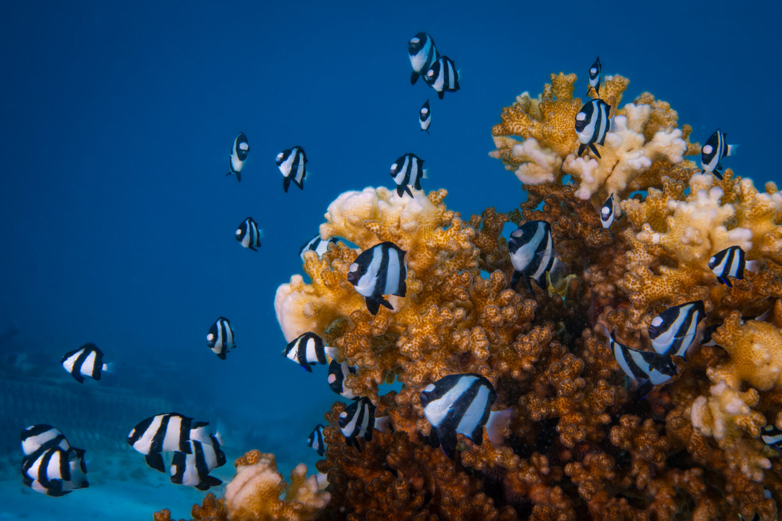 UW researchers are studying how coral reef fish work as a community to respond to threats