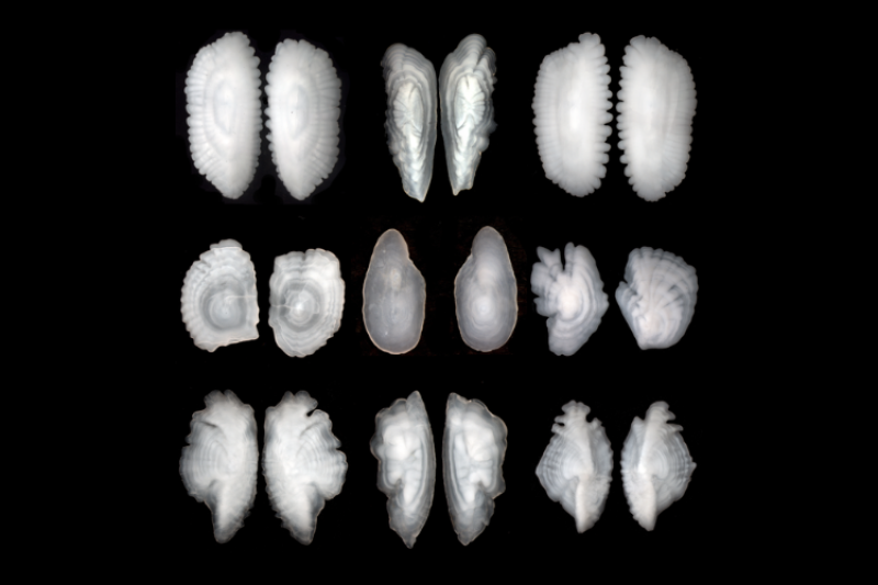 2.5 Million Perfect Little Time Capsules of Ocean Chemistry